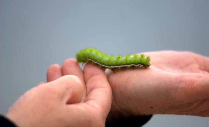 Caterpillar on a hand illustrates the power of touch